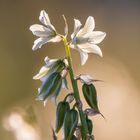 Grüner Milchstern im Gegenlicht