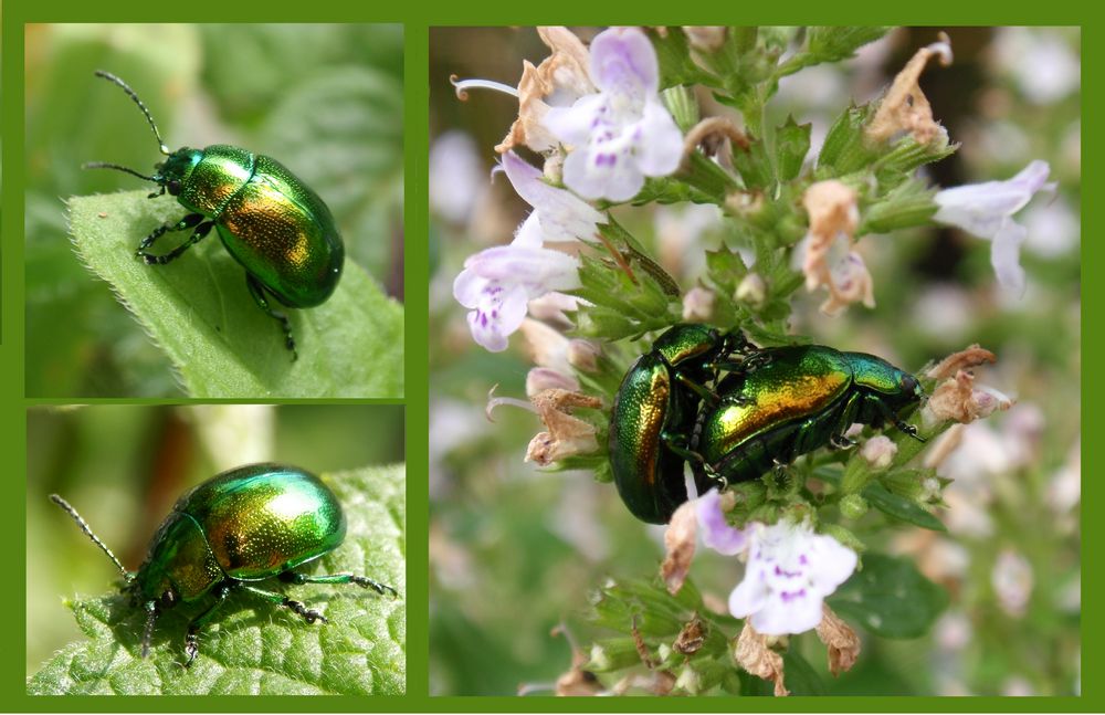 Grüner Minzeblattkäfer (Chrysolina herbacea)