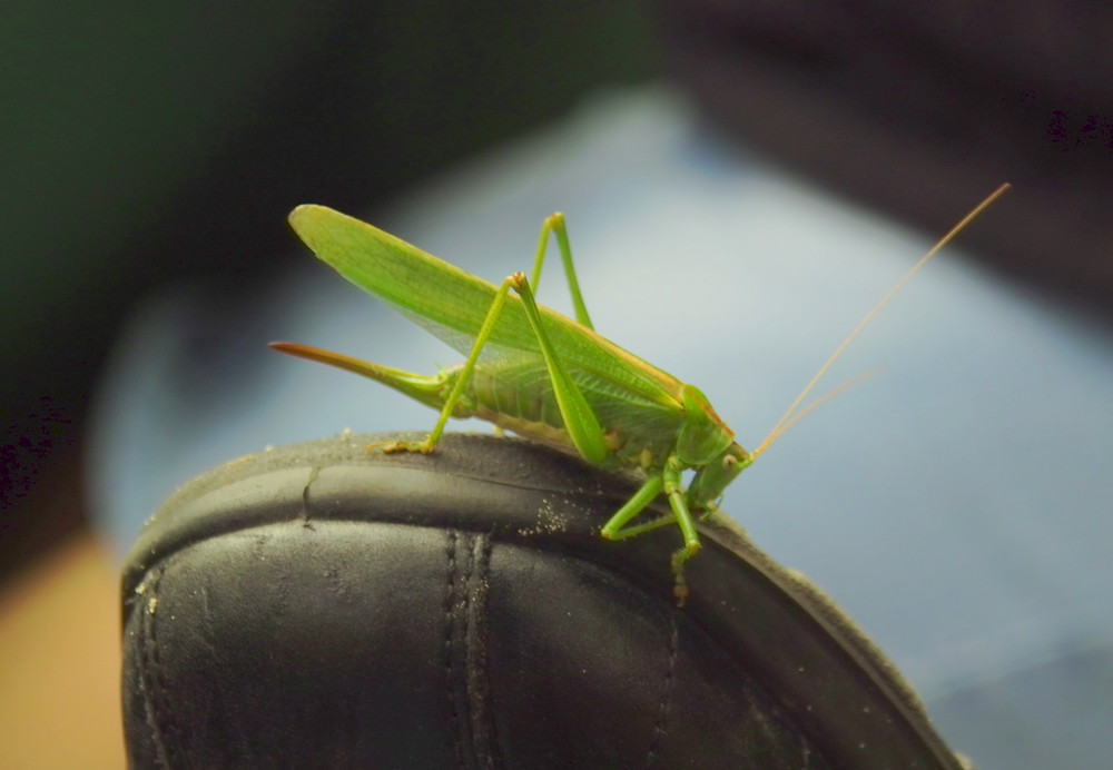 Grüner Mitläufer...