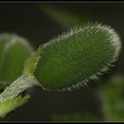 grüner Mohn