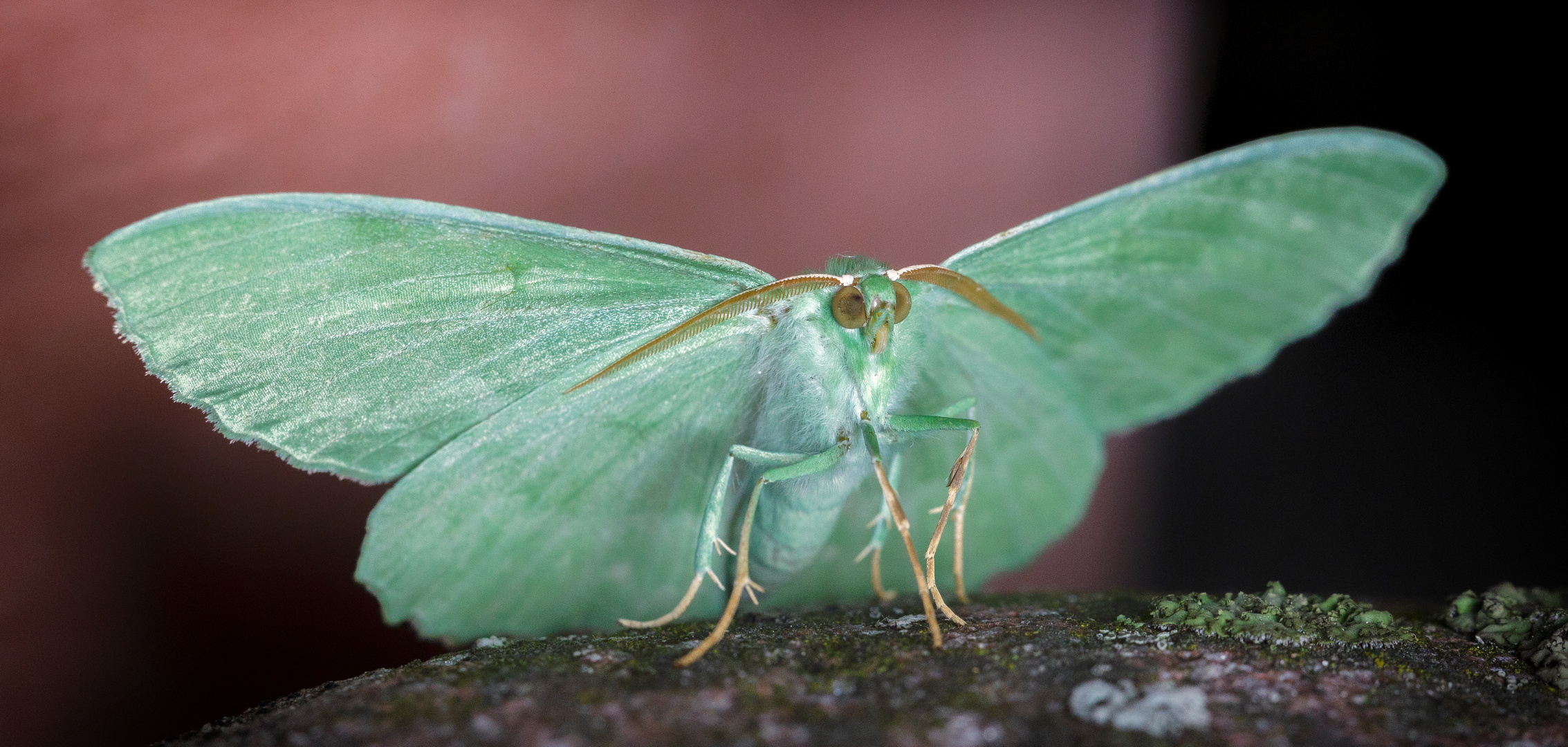 Grüner Monster