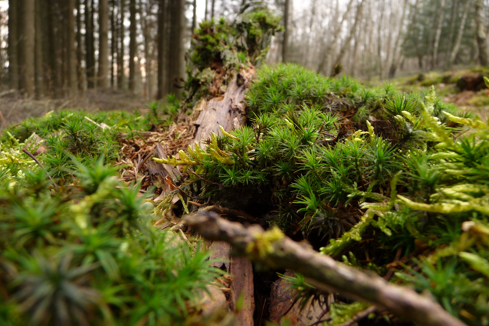 Grüner Moosteppich