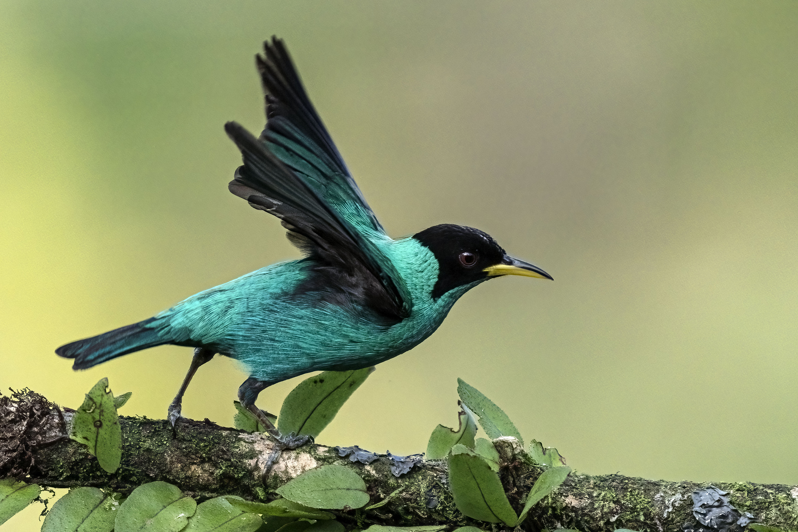 Grüner Naschvogel