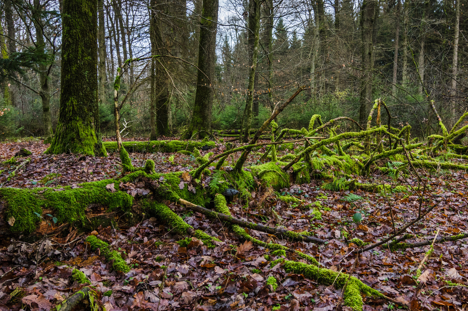 grüner Naturmantel