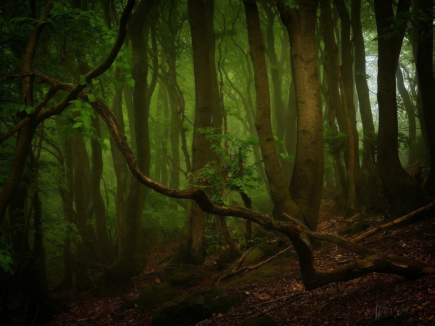 Grüner Nebel