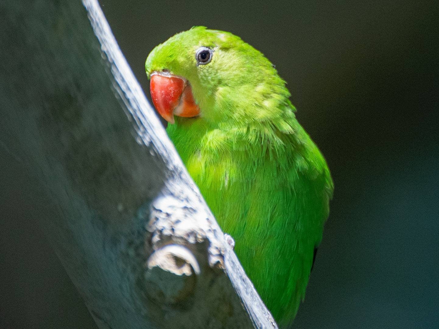 Grüner Papagei 
