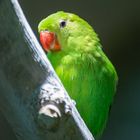 Grüner Papagei 