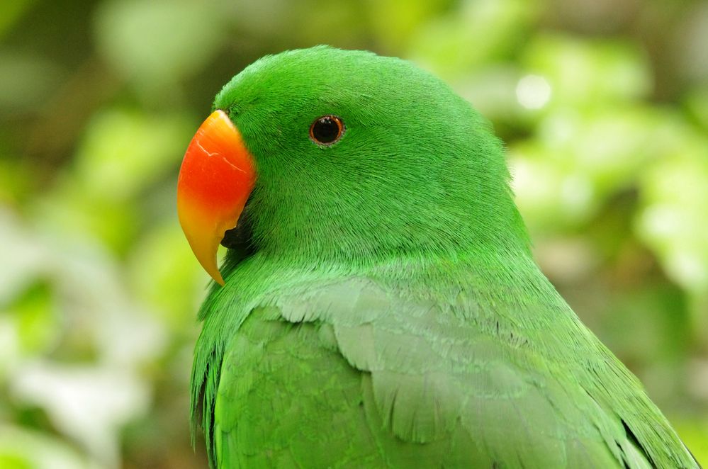 grüner Papagei Foto & Bild | tiere, tierdetails, natur Bilder auf