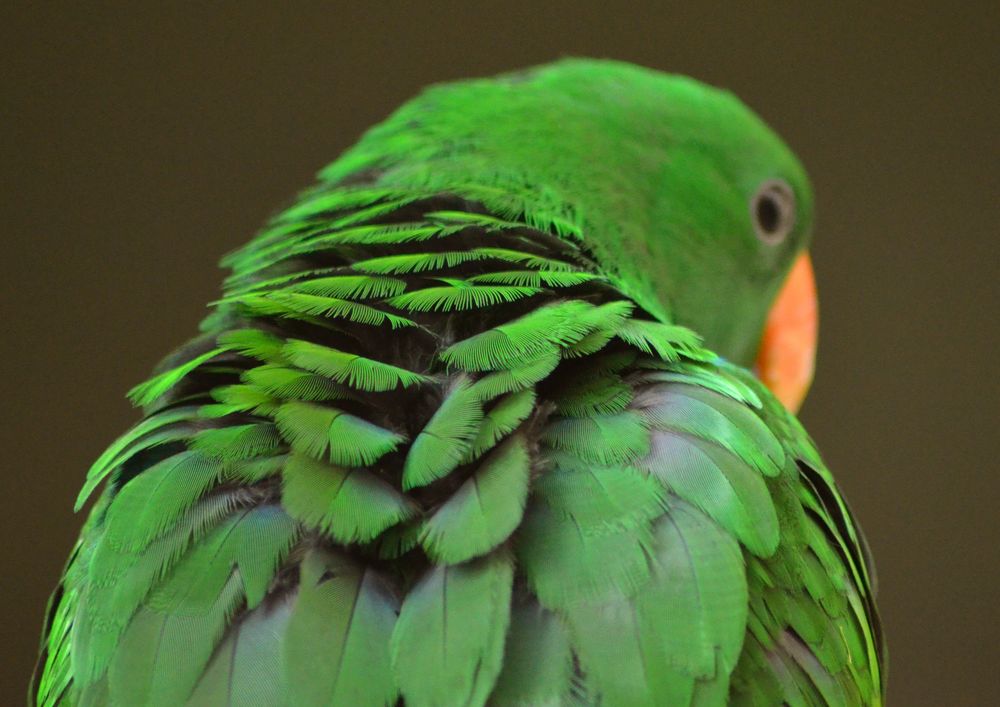 Grüner Papagei Foto &amp; Bild | tiere, zoo, wildpark &amp; falknerei, vögel ...