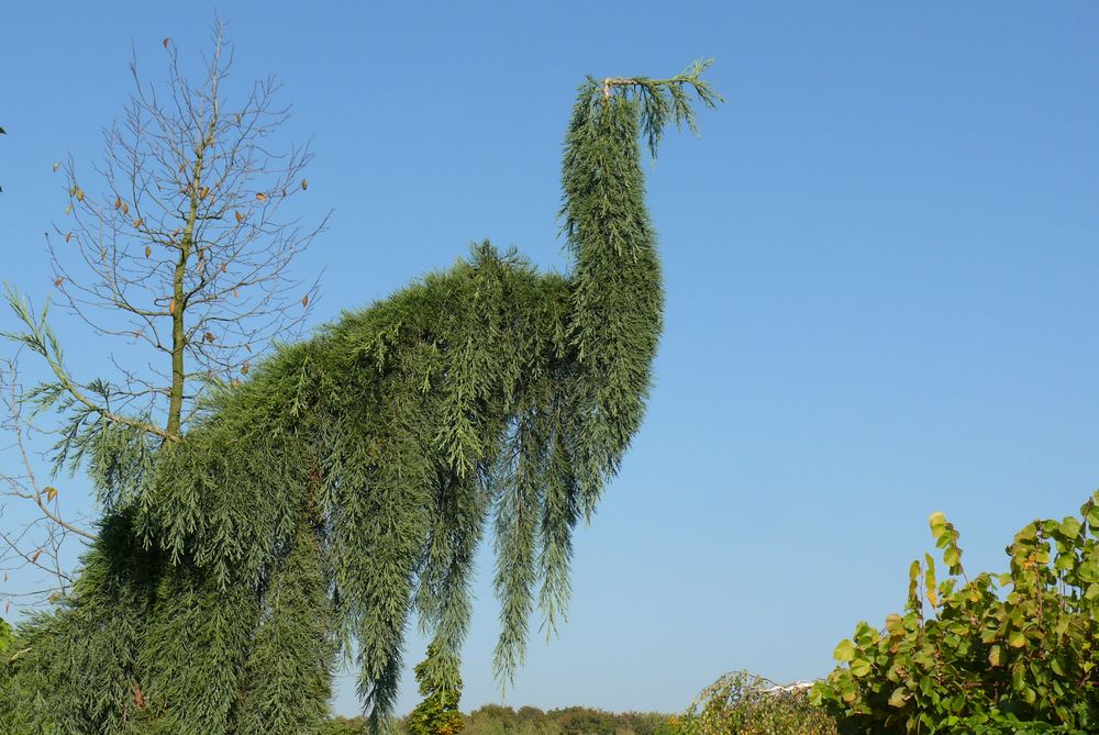 "Grüner Pfau"