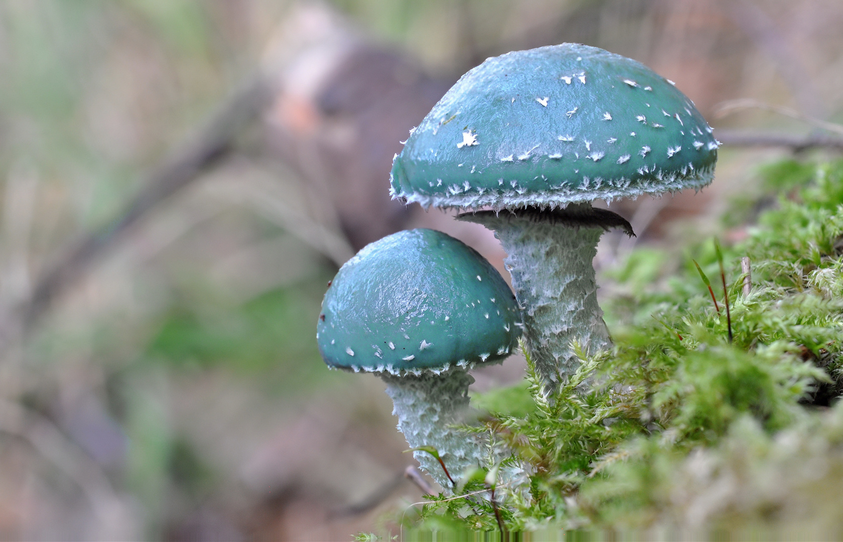 Grüner Pilz Foto & Bild | pflanzen, pilze & flechten, pilze & flechten ...