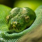 Grüner Python #2
