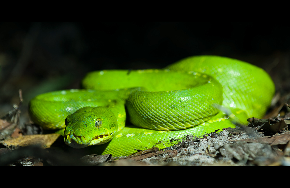 Grüner Python