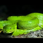 Grüner Python