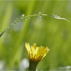 Grüner Regenbogen