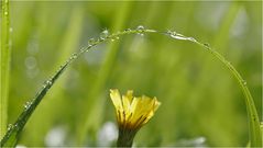 Grüner Regenbogen