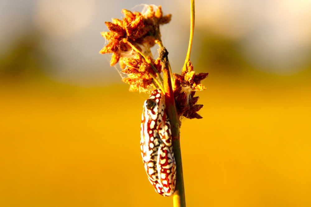 Grüner Riedfrosch im Okavango Delta