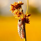 Grüner Riedfrosch im Okavango Delta