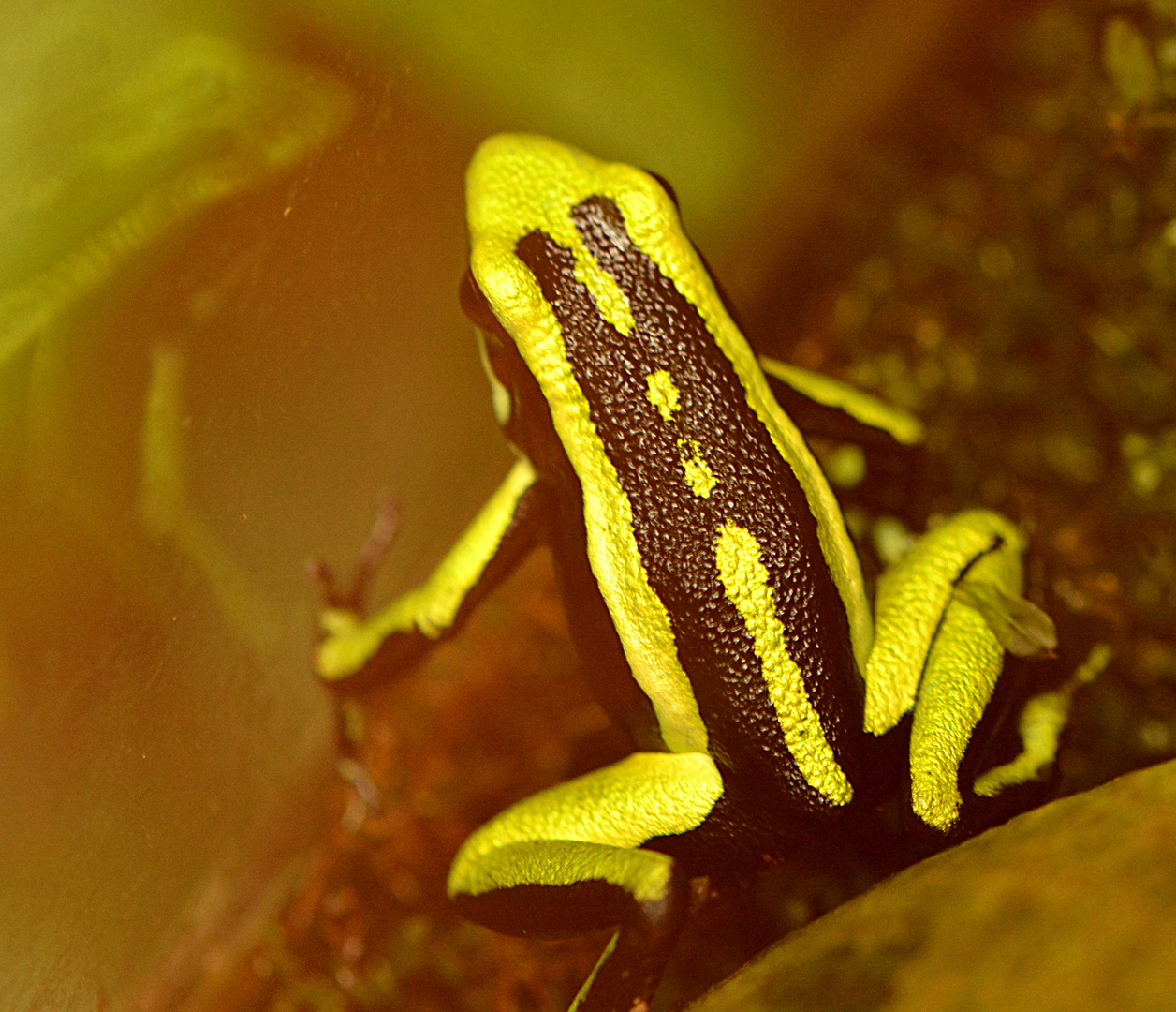 Grüner Riesenbaumsteiger (Phyllobates trivittatus)