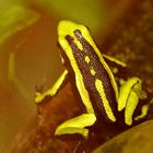 Grüner Riesenbaumsteiger (Phyllobates trivittatus)