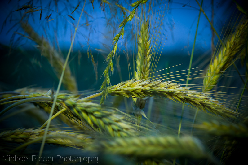 grüner Roggen - blaue Stunde