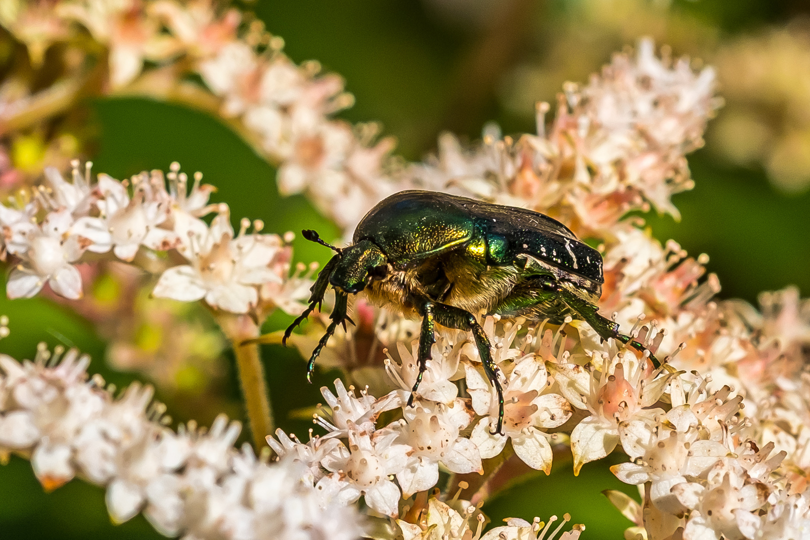 Grüner Rosenkäfer auf Schaublätter / Green rose chafer on Rodger's flower