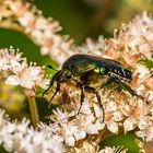 Grüner Rosenkäfer auf Schaublätter / Green rose chafer on Rodger's flower