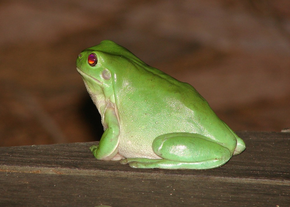 Grüner (Rotaugen)Baumfrosch