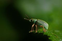 Grüner Rüsselkäfer