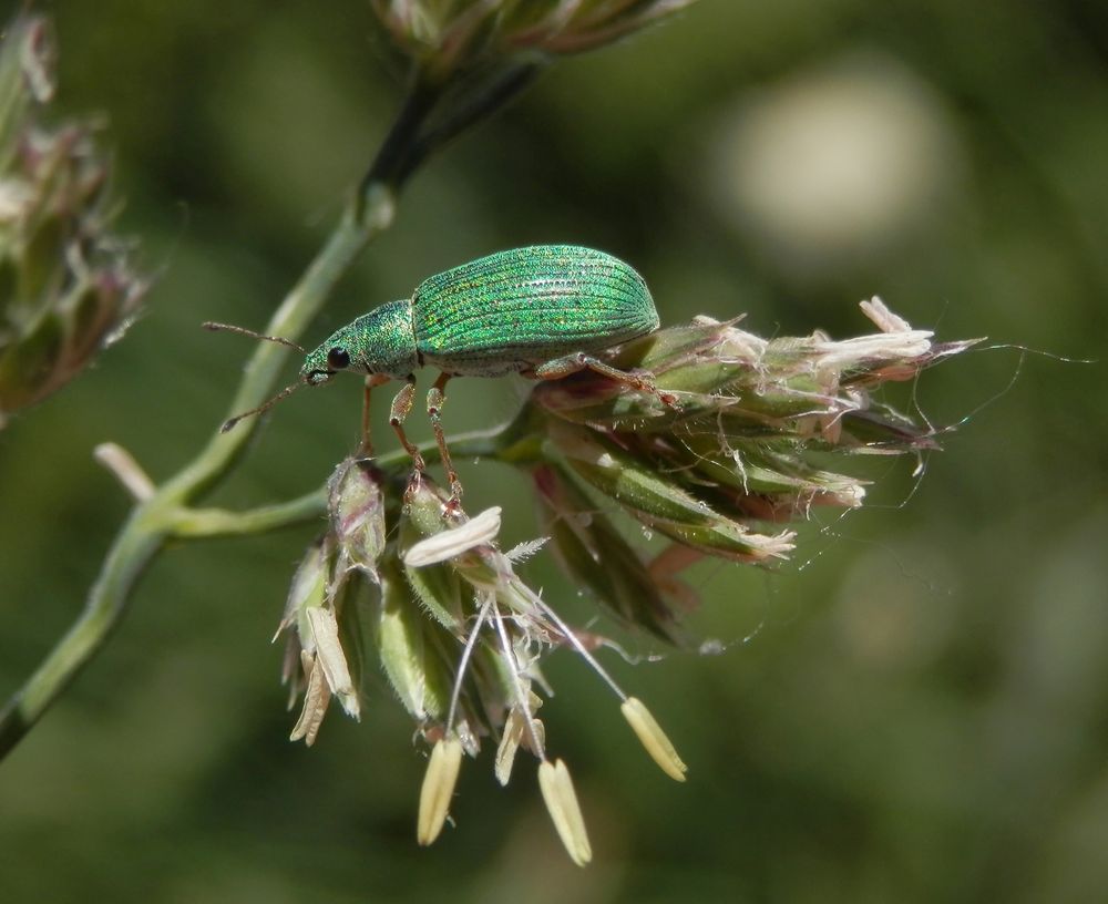 Grüner Rüsselkäfer auf der Flucht....