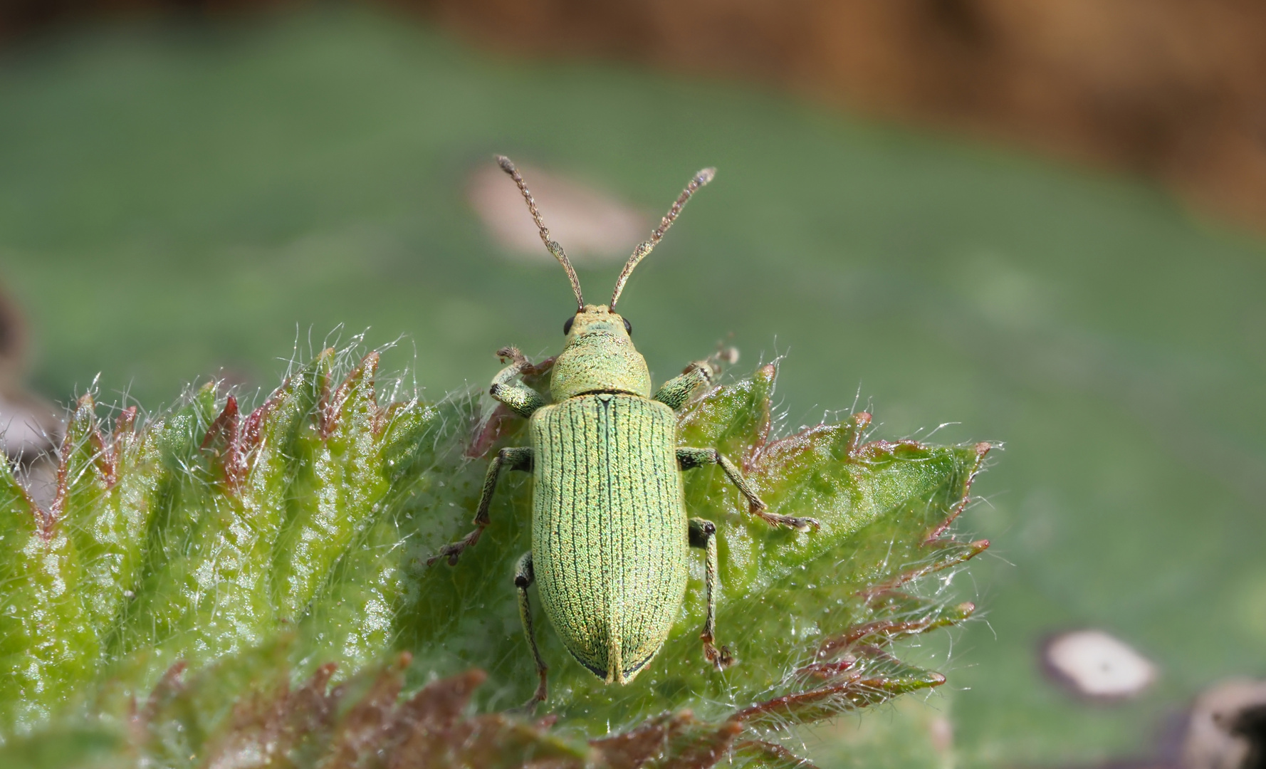 Grüner Rüsselkäfer (Phyllobius virideaeris)