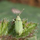 Grüner Rüsselkäfer (Phyllobius virideaeris)