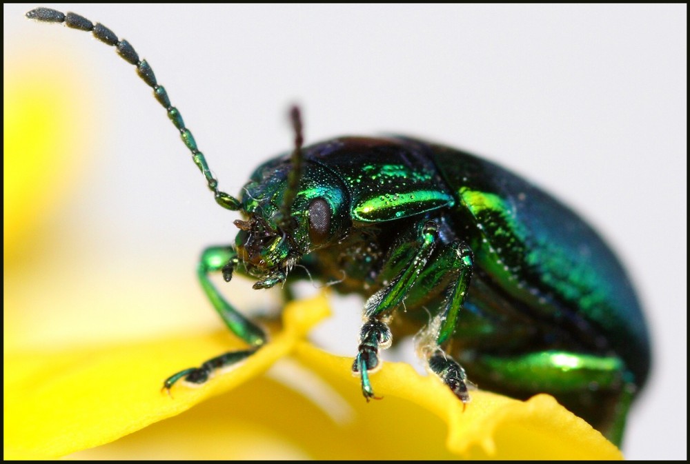 Grüner Sauerampfer-Käfer