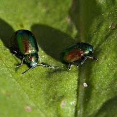Grüner Sauerampferkäfer