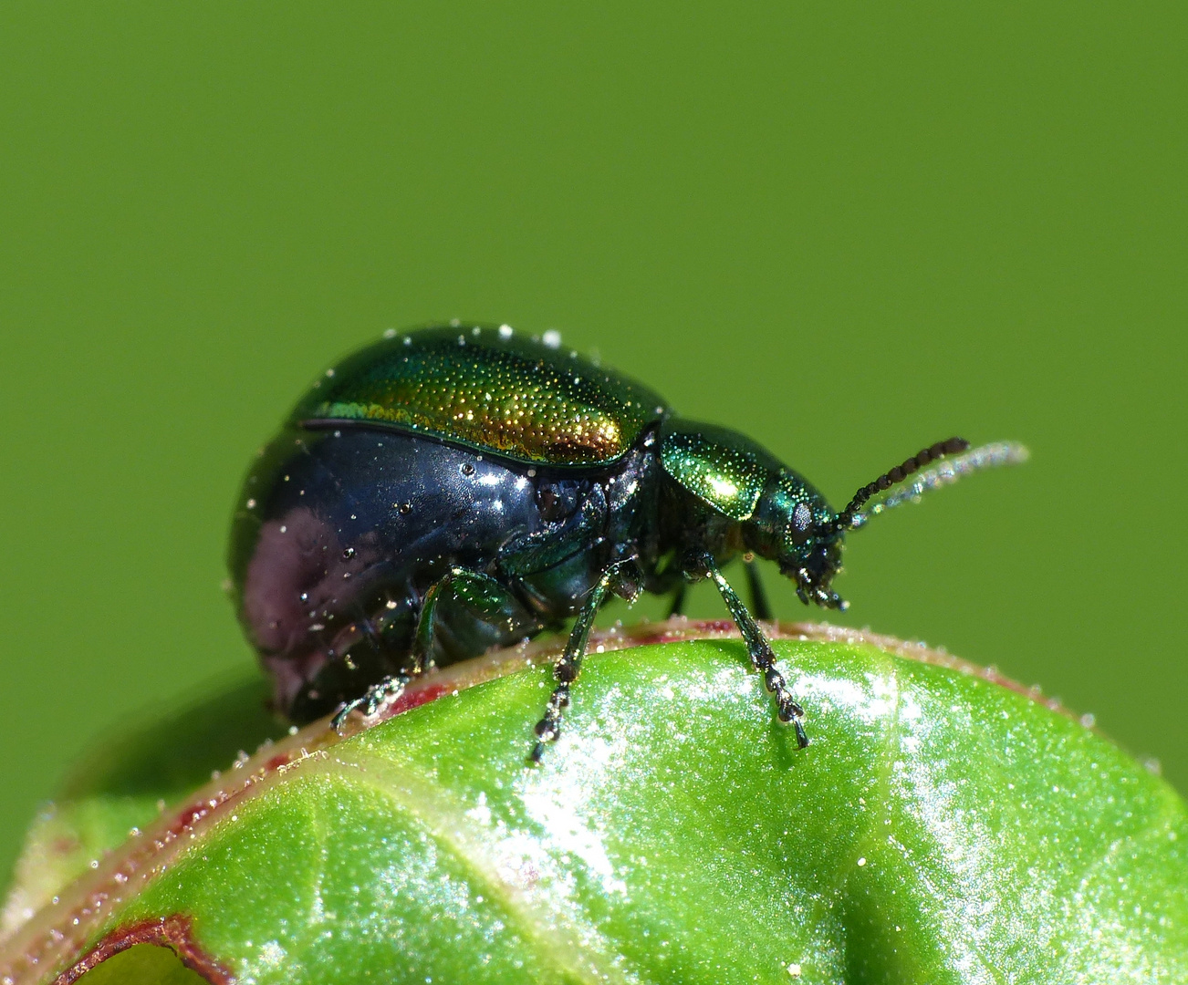 Grüner Sauerampferkäfer (Gastrophysa viridula)