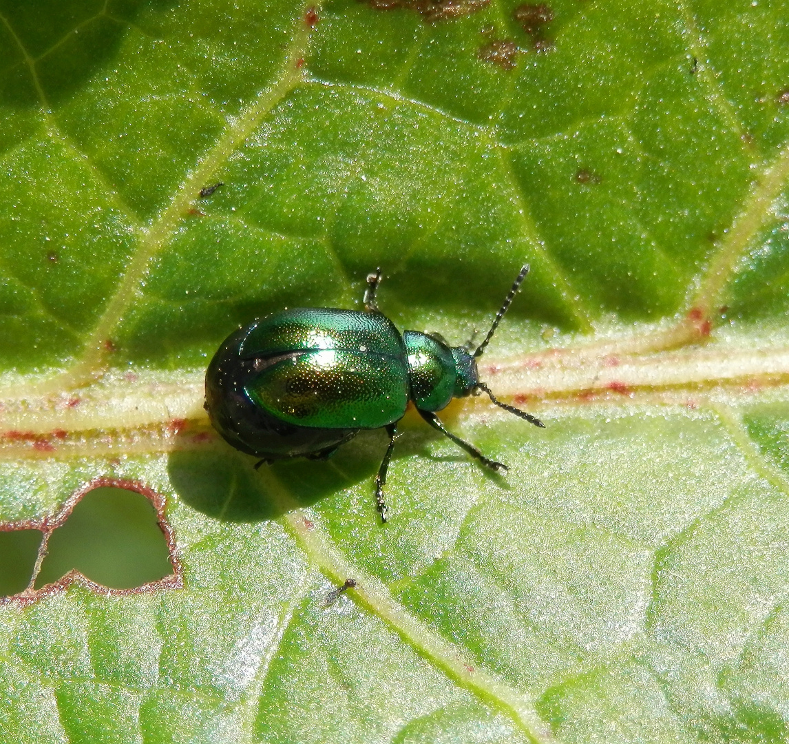 Grüner Sauerampferkäfer (Gastrophysa viridula)