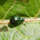 Grüner Sauerampferkäfer (Gastrophysa viridula)