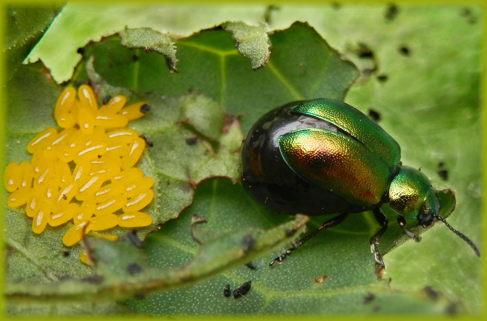 Grüner Sauerampferkäfer (Gastrophysa viridula) nach der Eiablage