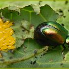 Grüner Sauerampferkäfer (Gastrophysa viridula) nach der Eiablage