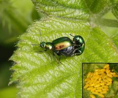 Grüner Sauerampferkäfer (Gastrophysa viridula) - Paarung