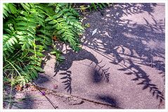 Grüner Schatten...