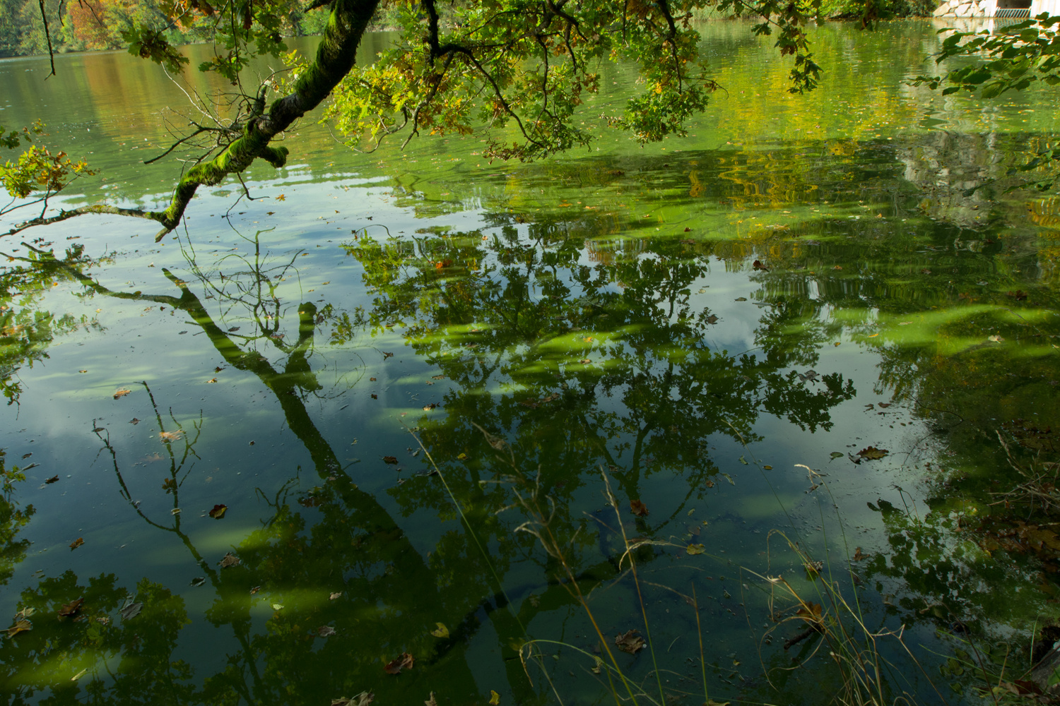 grüner schatten im bergsee