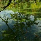 grüner schatten im bergsee