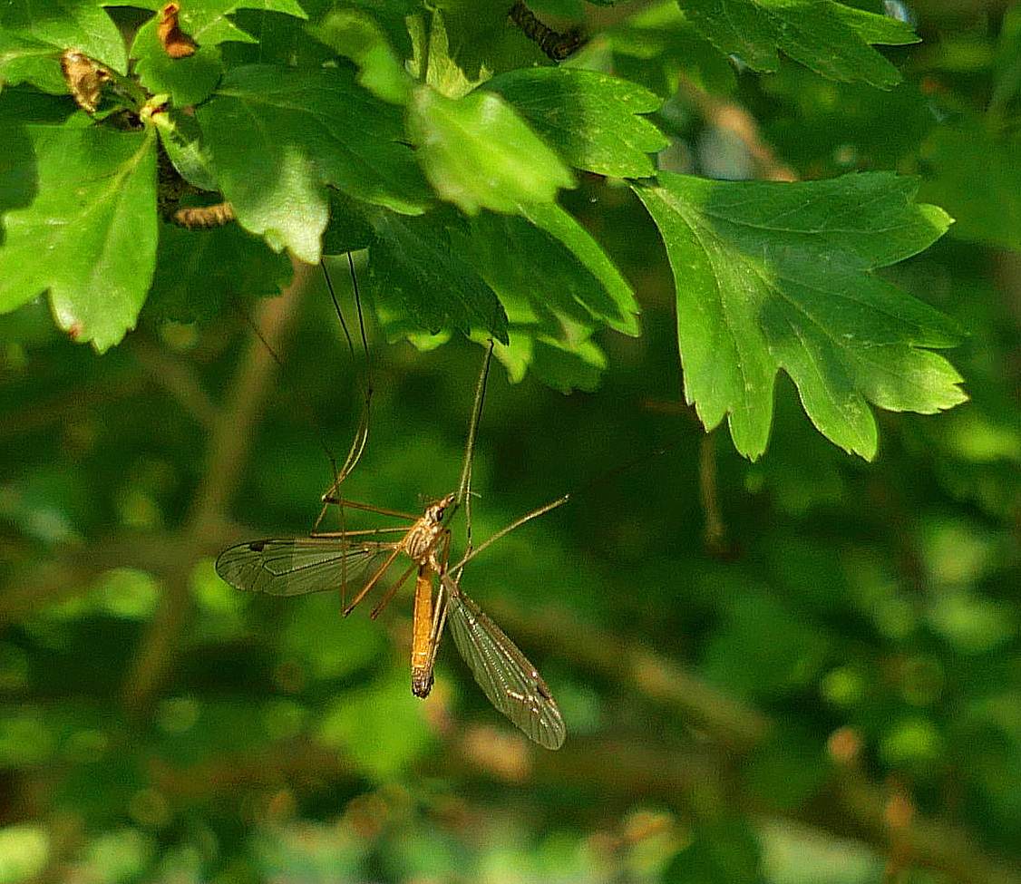 Grüner Schaukel 2