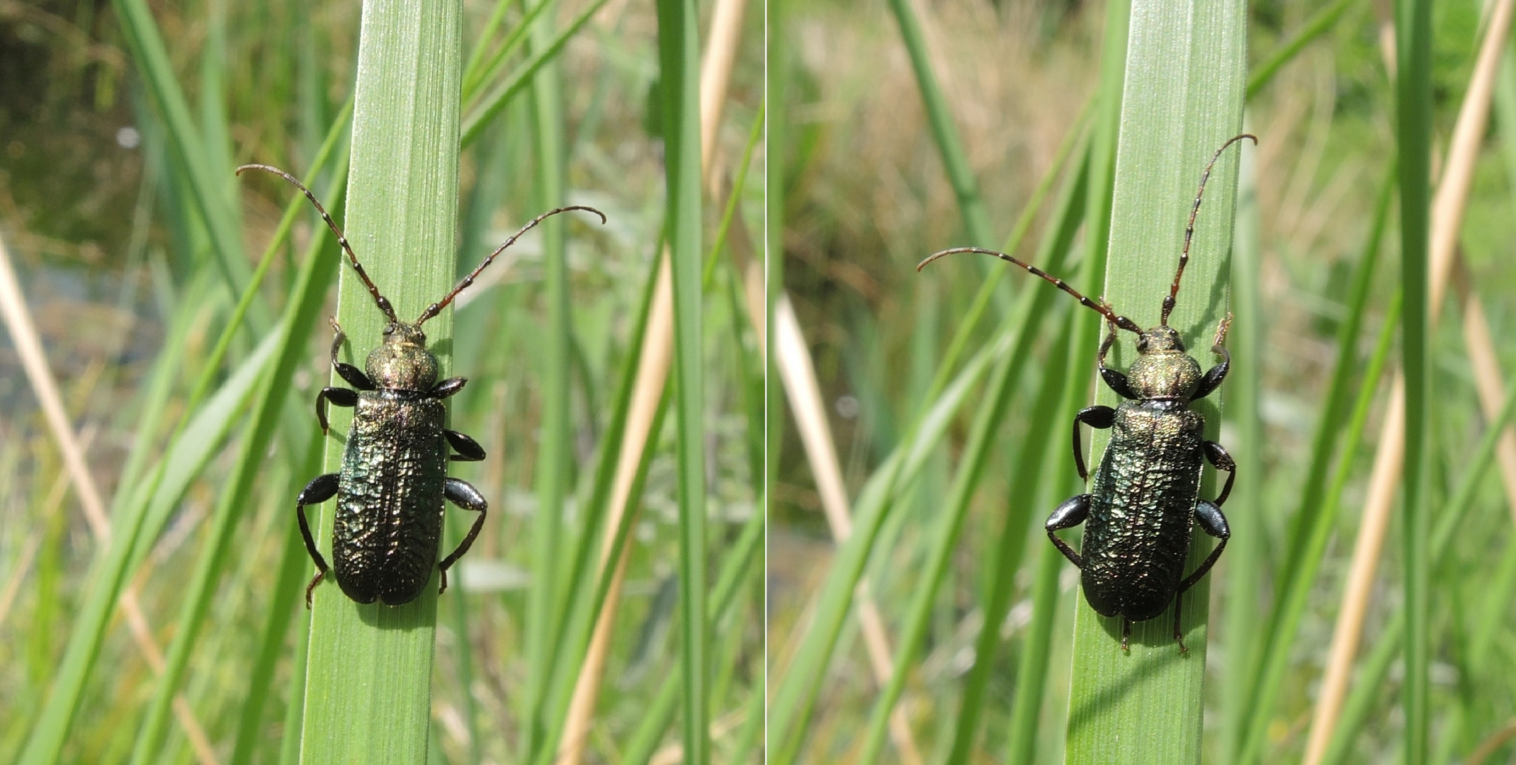 Grüner Scheibenbock (Callidium aeneum)