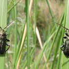 Grüner Scheibenbock (Callidium aeneum)