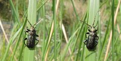 Grüner Scheibenbock (Callidium aeneum)