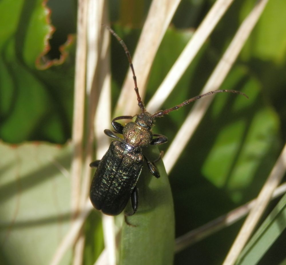 Grüner Scheibenbock (Callidium aeneum) - Makro