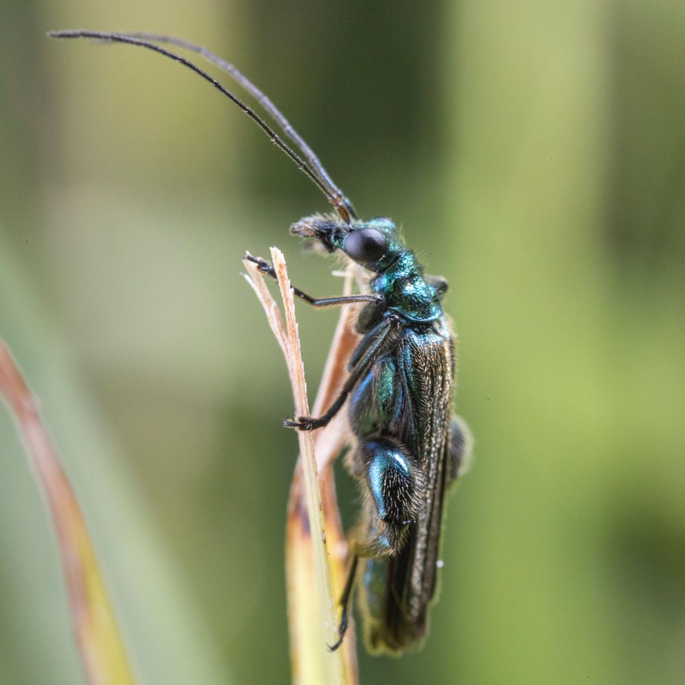 Grüner Scheinbockkäfer Foto & Bild tiere, wildlife, insekten Bilder