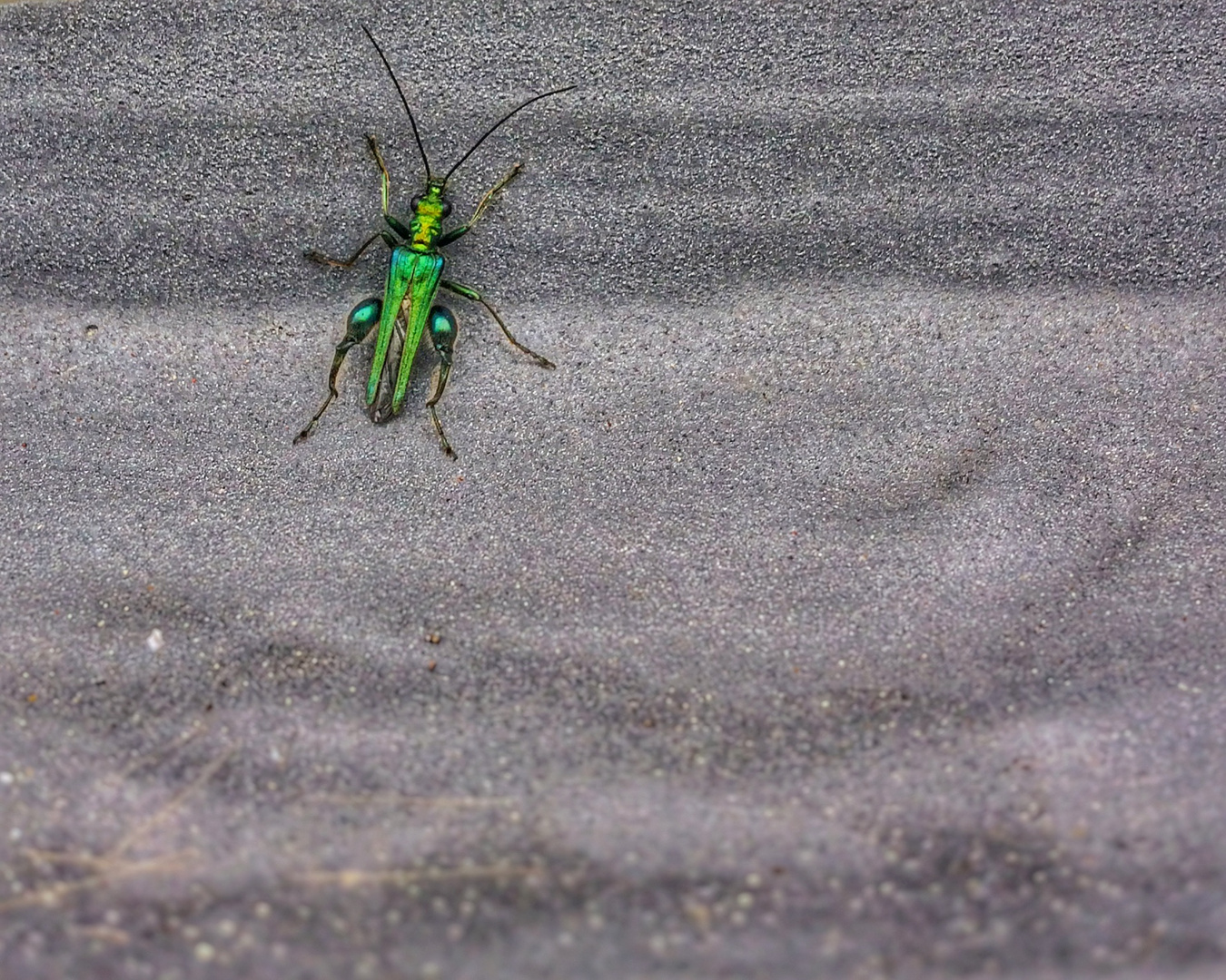 Grüner Scheinbockkäfer (männlich) / False Oil Beetle (male)